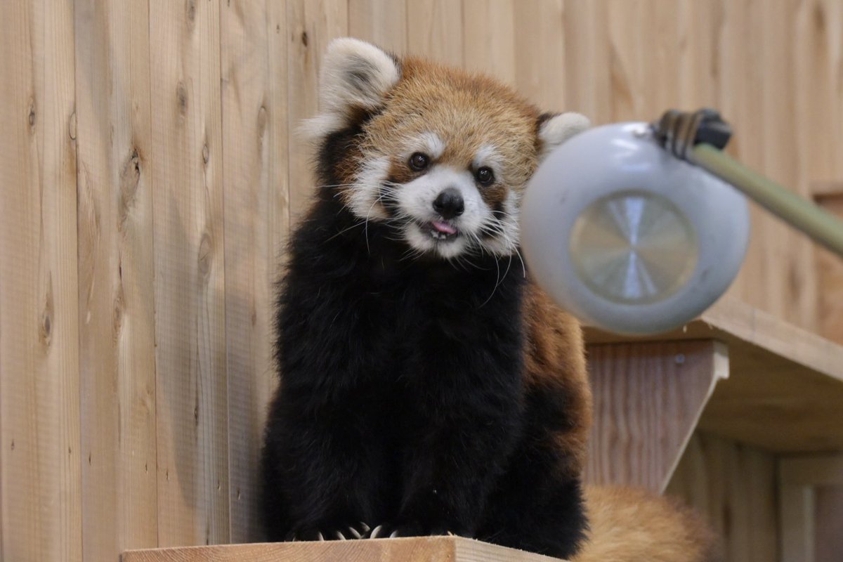 krr627's tweet photo. かわいいお顔と悪い顔

📷2026/08/29
 #伊豆シャボテン動物公園 #レッサーパンダ
 #ライム https://t.co/6QisxZA66S