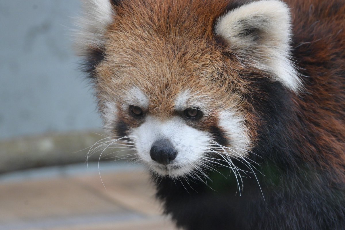 krr627's tweet photo. かわいいお顔と悪い顔

📷2026/08/29
 #伊豆シャボテン動物公園 #レッサーパンダ
 #ライム https://t.co/6QisxZA66S