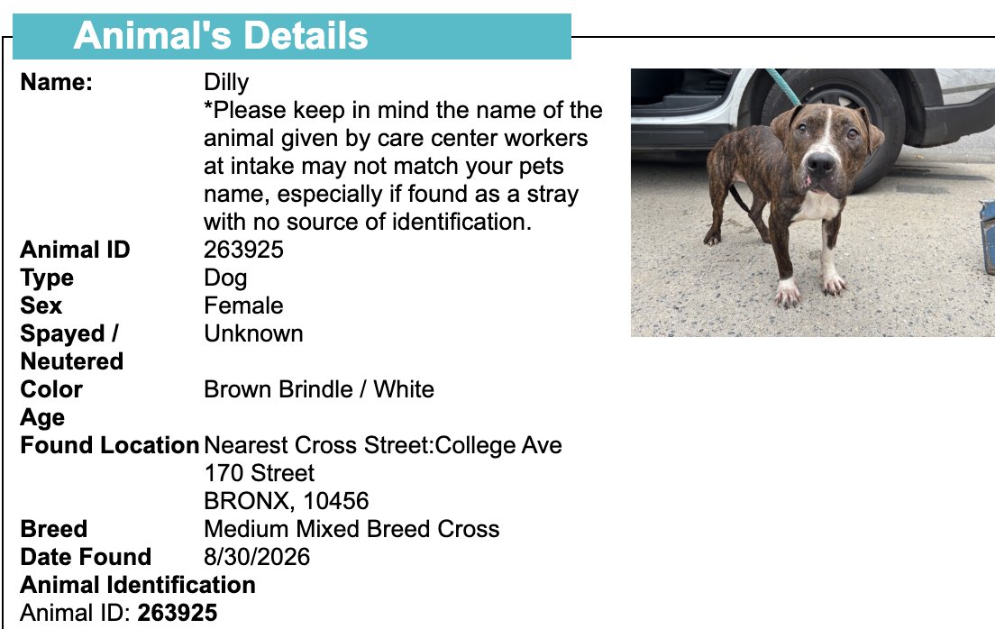 BeeDoDoobieDo's tweet photo. NYC STRAY DOG ALERT🆘
💔They may NOT get out alive💔

☎️Call NYCACC at 212-788-4000 and ask for dog by animal i.d. # in picture below.  #263925

🆘Posted by #TeamAnimalVoice https://t.co/Mki6AZvIGf