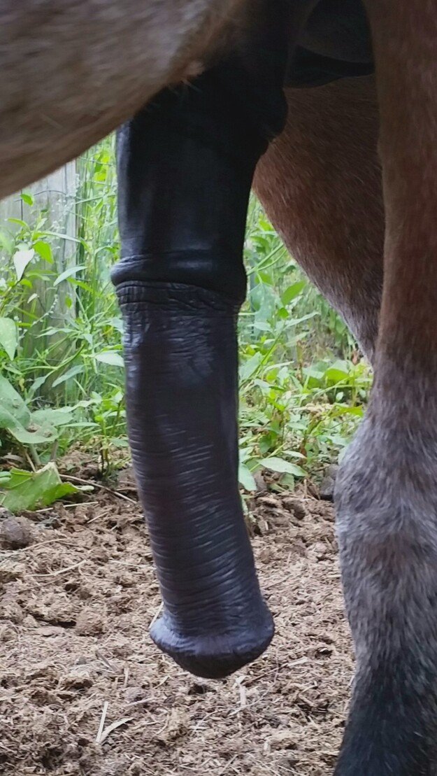 max_semental's tweet photo. @Mommy23101 Con gustó te muestro que la mejor raza es la equina💢🐴🔥 https://t.co/aaQENpi60d