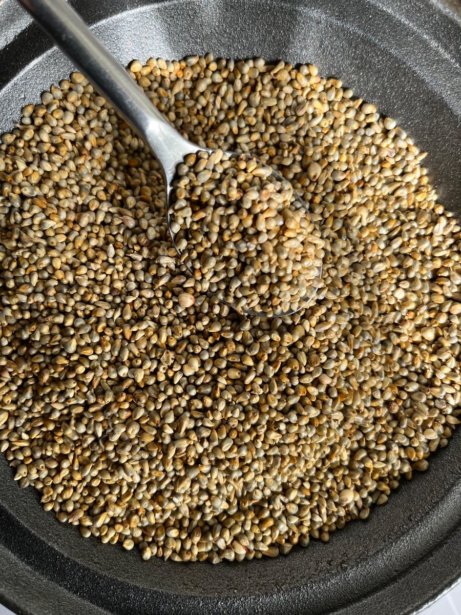Qokani's tweet photo. Pearl Millet (uNyawothi) 

This is one of the excellent grains esp for people suffering from : 

- severe anaemia 
- high blood pressure & diabetes 
- indigestion, IBS & gastrointestinal disease, piles & colitis 
- people battling with obesity. 

Do your own research and take full advantage of the healing power of natural & nutrient rich foods. please ditch that maize thang! 🍃💚