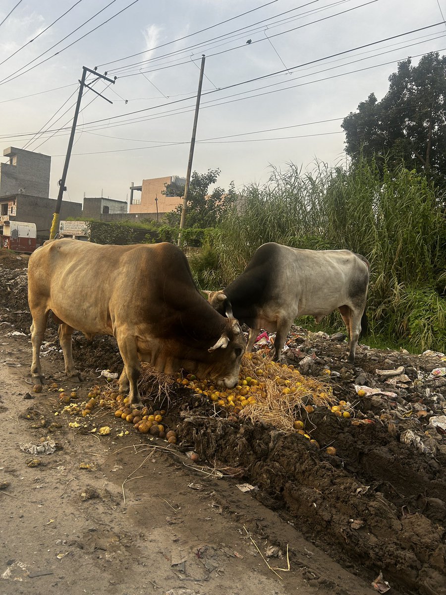 iArpitSpeaks's tweet photo. Haters will say this is Ghaziabad 
But Ravi Kishan will say this is Greece..

Gau Rakshak, Yogi Sarkaar dono milkar गाय ki pooja karva rahe hain.. 👏 https://t.co/4gQvwID59l