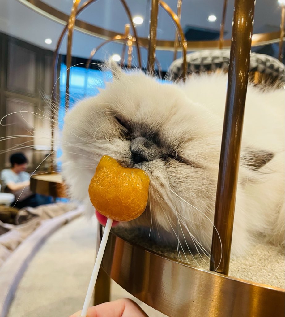 a_a_k_y's tweet photo. かわいすぎて滅 https://t.co/oczZdjWh1x