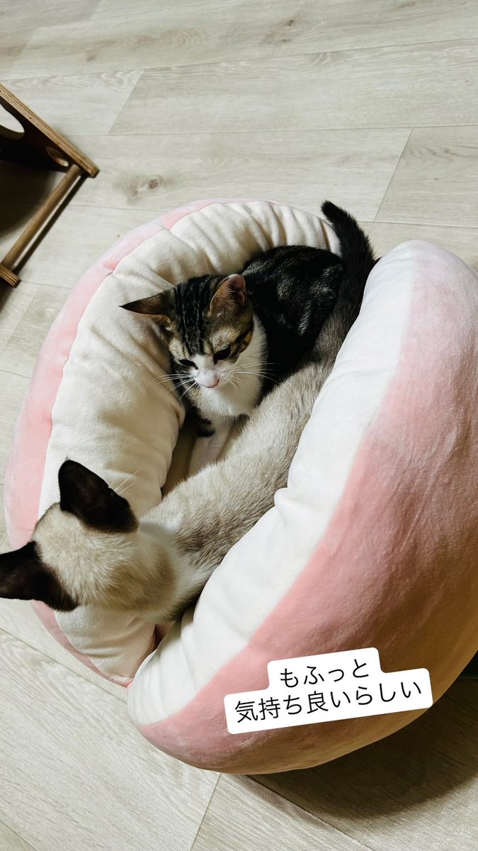 rakkuraya's tweet photo. ふみふみしてた

#保護猫 #保護猫カフェ #新潟県 #三条市 #燕三条 #本寺小路 #cat #予約優先 https://t.co/5MMPQVYb49
