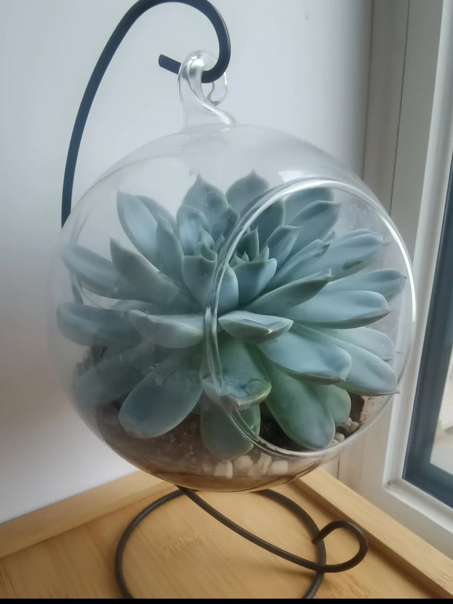 pando767690's tweet photo. Turning old glass jars into stylish plant pots  #DIYUpcycle #HomeDecor https://t.co/pb2KSAap9B