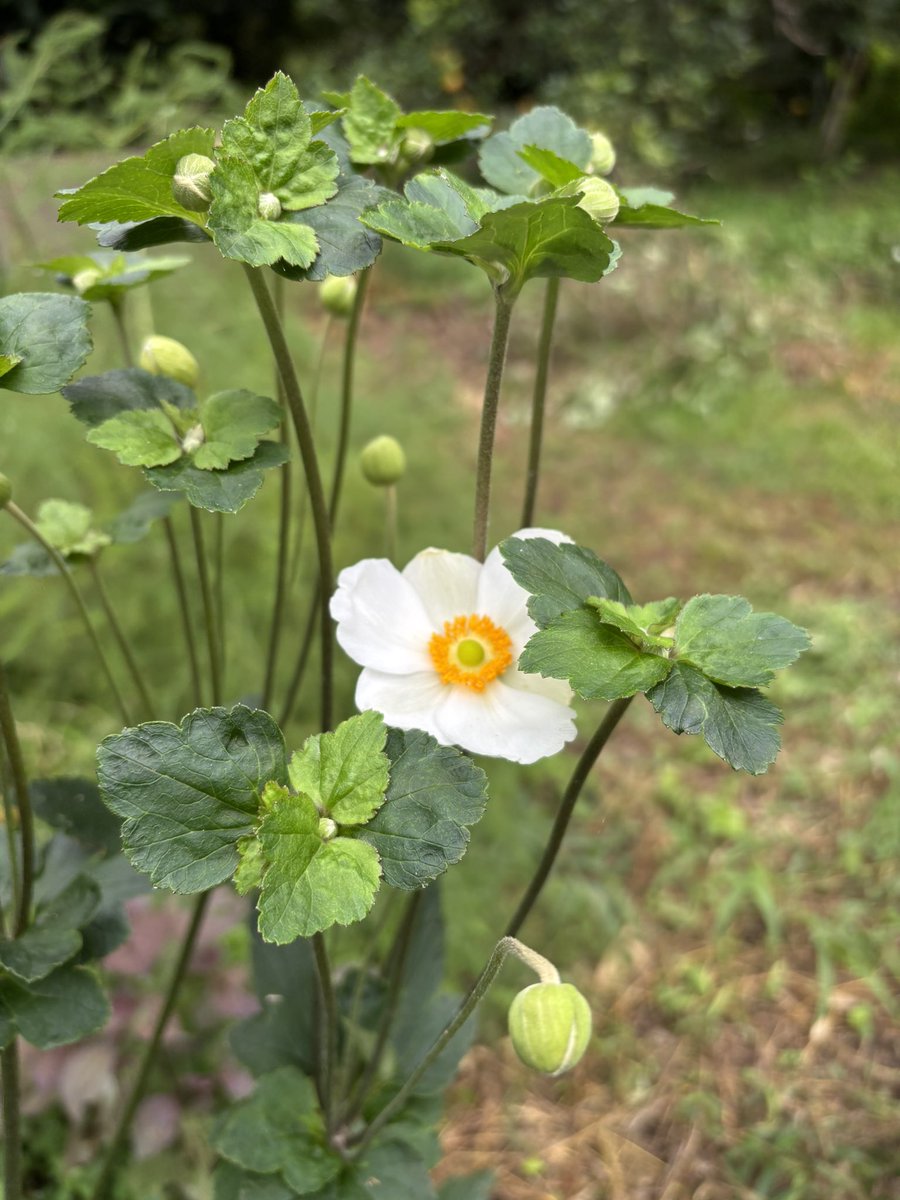keikolani's tweet photo. 大好きな白の秋明菊が咲き始めました。季節は確実に進んでいますね
まだ暑いけれど https://t.co/fte6sMVJSb
