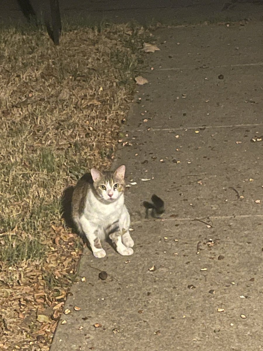 SamFisher10k's tweet photo. One of my neighbors moved and left their cat behind 😢

He came over to my car when I got home and was meowing sadly 

So of course I gave him a big tuna dinner and fresh water. 

Why are people like this?! You don’t abandon animals like this. They’re not disposable! Breaks my heart.