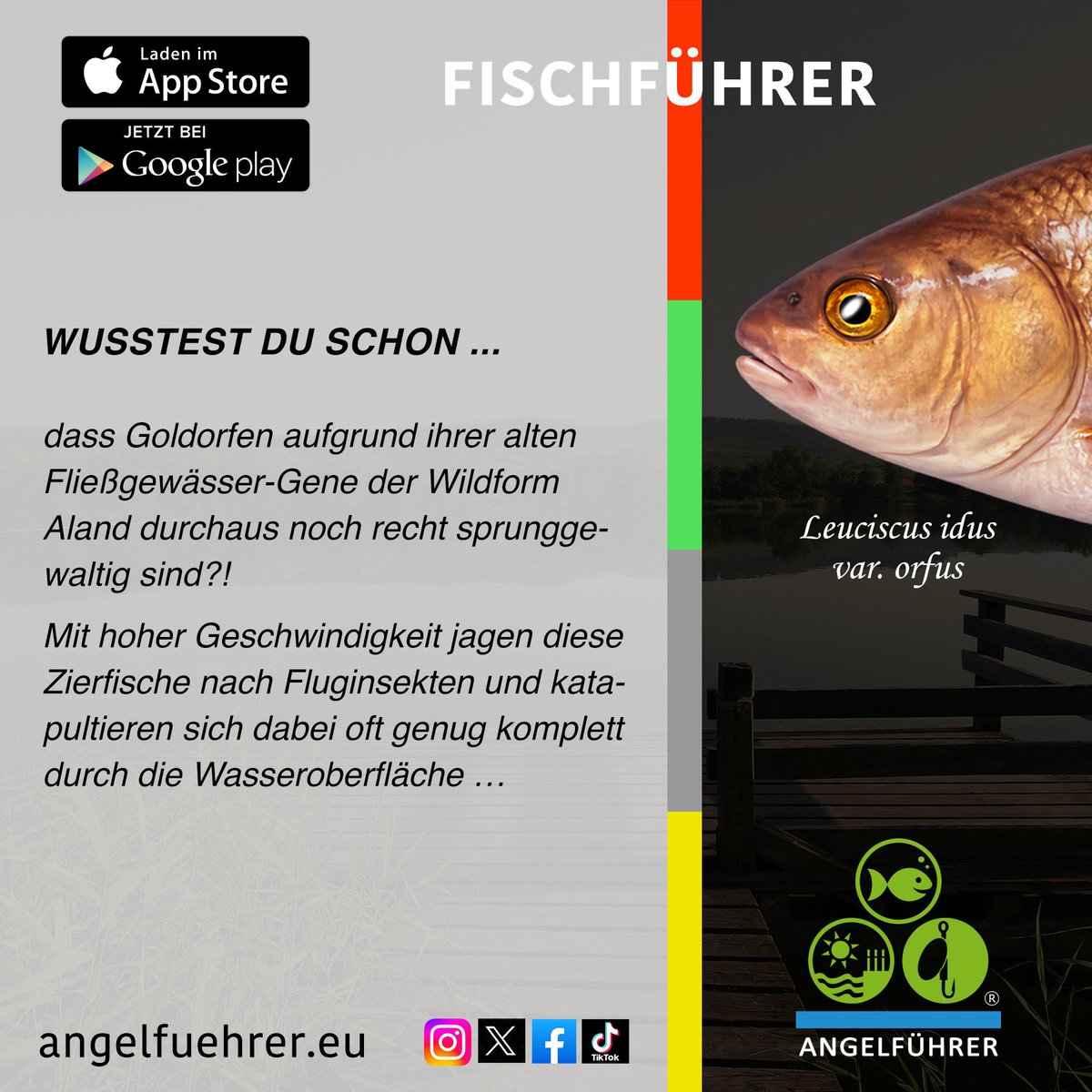 FishguideGer's tweet photo. Mehr zur #Orfe (Leuciscus idus var. orfus) sowie den allgemeinen Schonzeiten und Mindestmaßen deines Bundeslandes in der FISCHFÜHRER-App im Apple AppStore bzw. bei Google Play oder über https://t.co/ZVRQqPEgQs
Deutsch und Englisch
#Fische #fish #angeln #fishing https://t.co/GGxsTaTmwN
