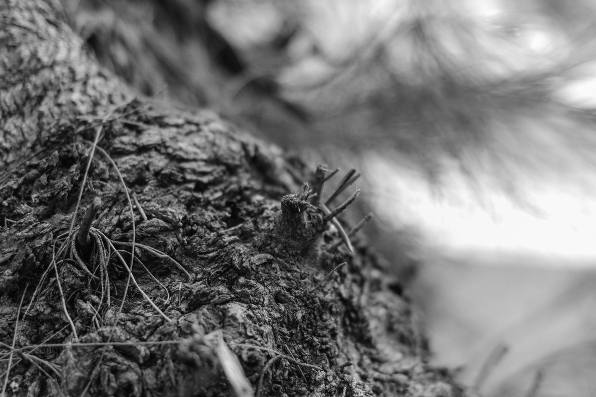 okihen12994007's tweet photo. なるほど、良いレンズだ！

#pentaxk3mkiiimono
SMC PENTAX FA31mm F1.8al limited https://t.co/uPXuoLkHuf