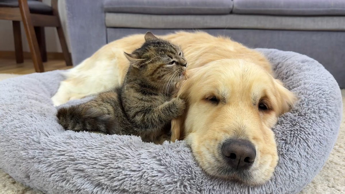aislx660034's tweet photo. Nothing beats coming home to a wagging tail and cozy purrs  Today’s small win: my pup + cat curled up together on the couch – pure golden happiness. https://t.co/G7OrgKnO6d