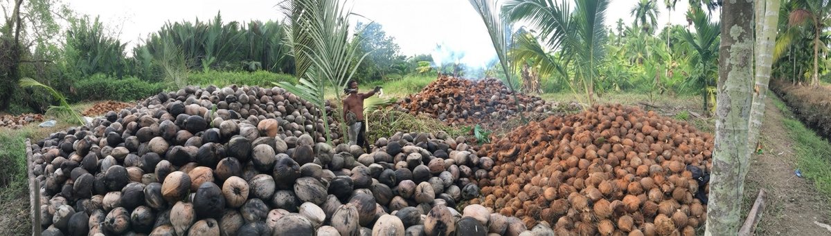 naniadalahapa's tweet photo. 3 minggu terakhir aku fokus belajar &amp; cari2 informasi tentang ekspor. 
Ini kelapa ortu aku sekali panen bs puluhan ton
- Produk ✅️
- NPWP  ✅️
- Otw buat: PT Perorangan,NPWP Badan, NIB &amp; dokumen2 ekspor lainnya, setelah siap semua kita cari buyer LN, Mohon doa dan supportnya🙏🏻 https://t.co/YzJ5knfmlY