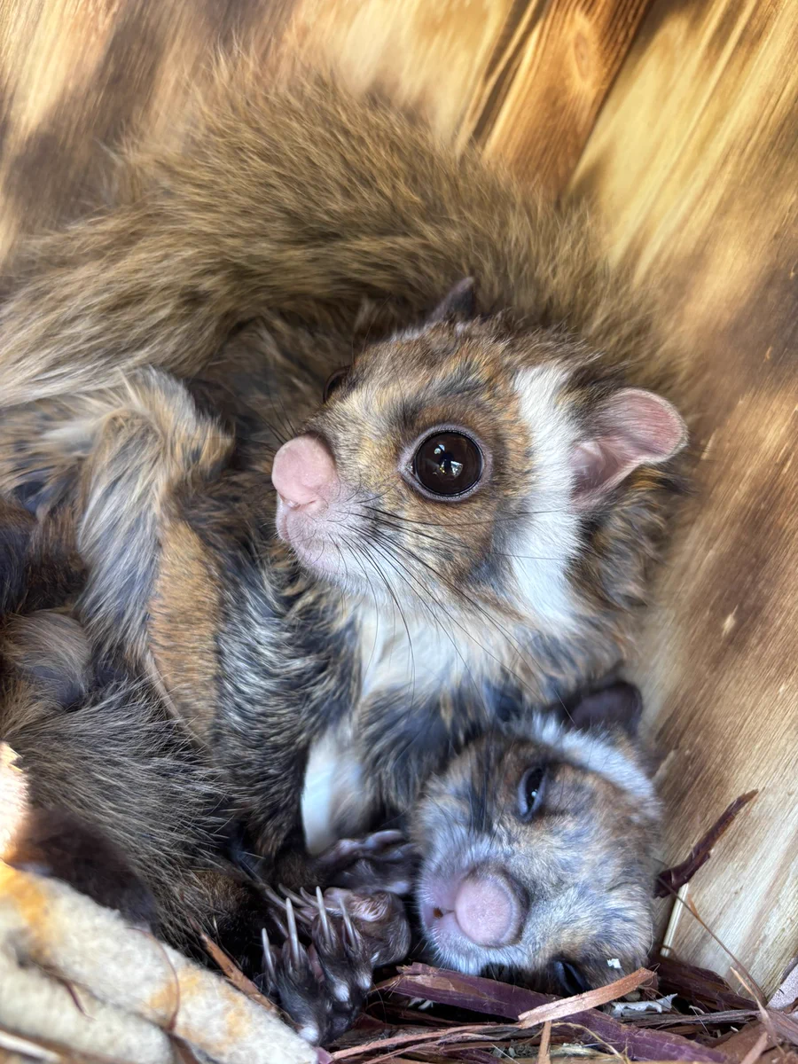 小諸 市 動物園