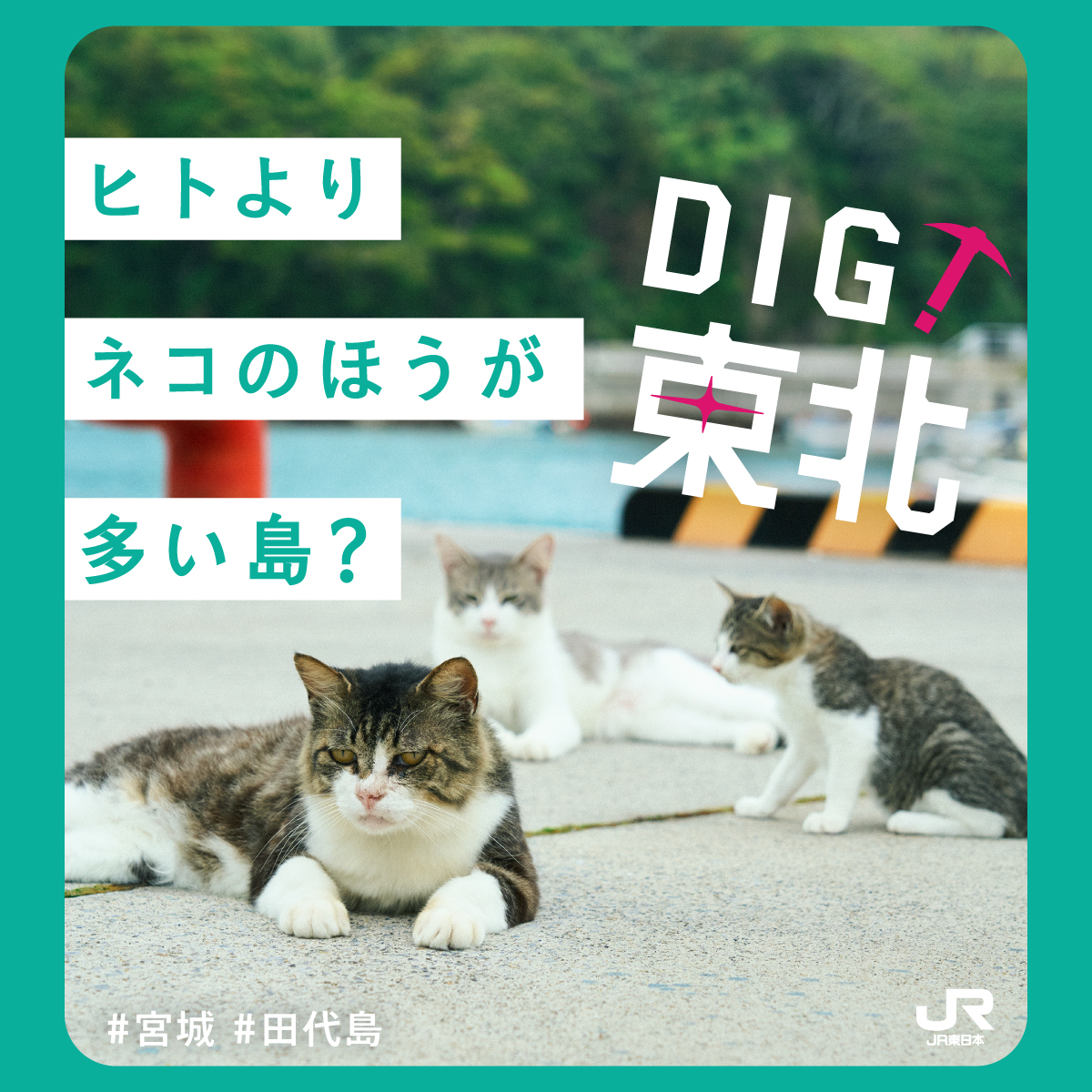JREast_official's tweet photo. ヒトより猫が多い島をディグってみた
【DIG!東北】