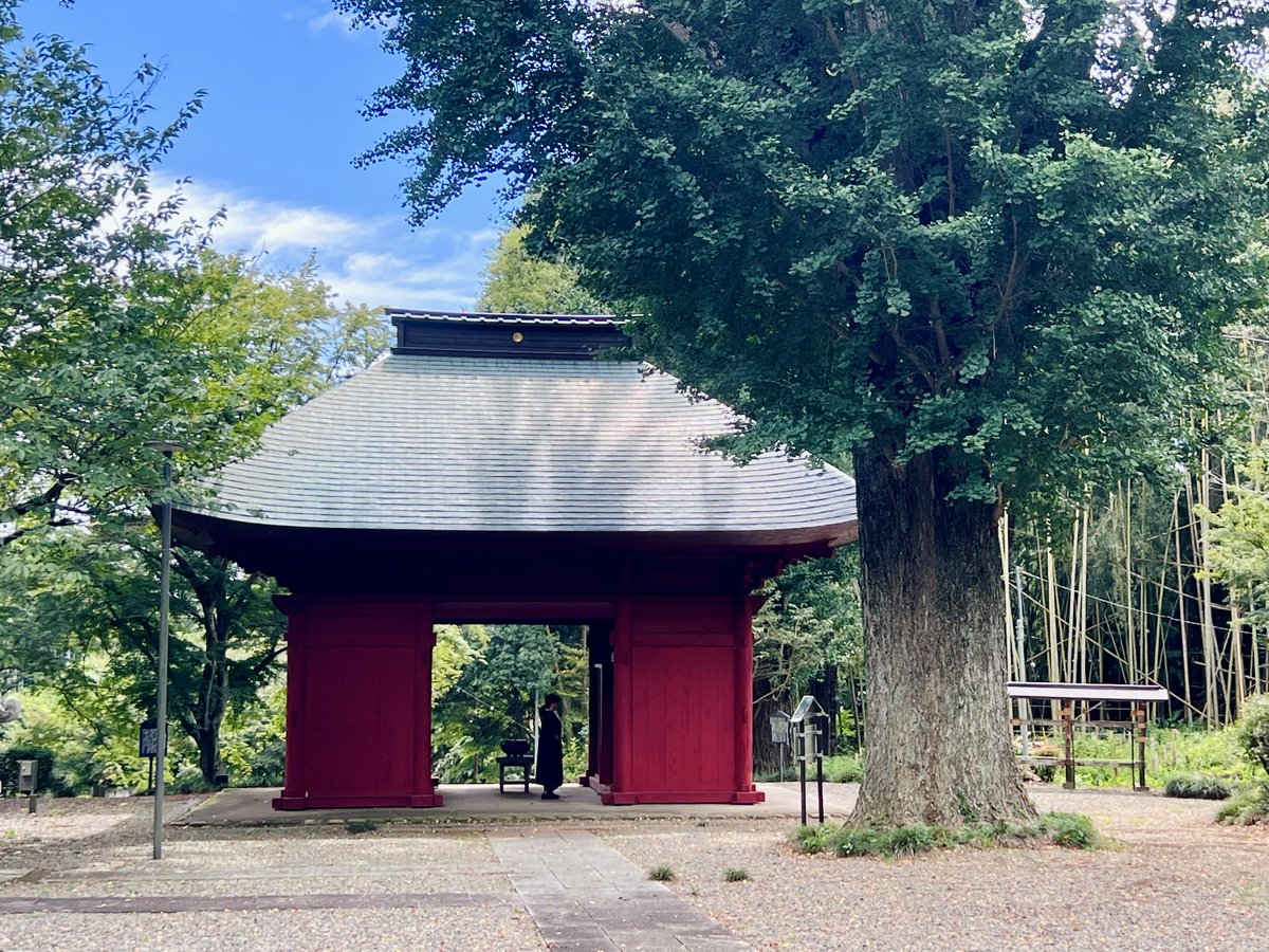 Kukushk09884979's tweet photo. 観音寺（茨城県牛久市）の公孫樹。　2026.8.28参���　　#寺 #寺院 #temple #巨樹 #巨木 #bigtree #largetree #oldtree #treestagram #ilovetrees #公孫樹 #銀杏 #イチョウ https://t.co/TsAJxjFBde