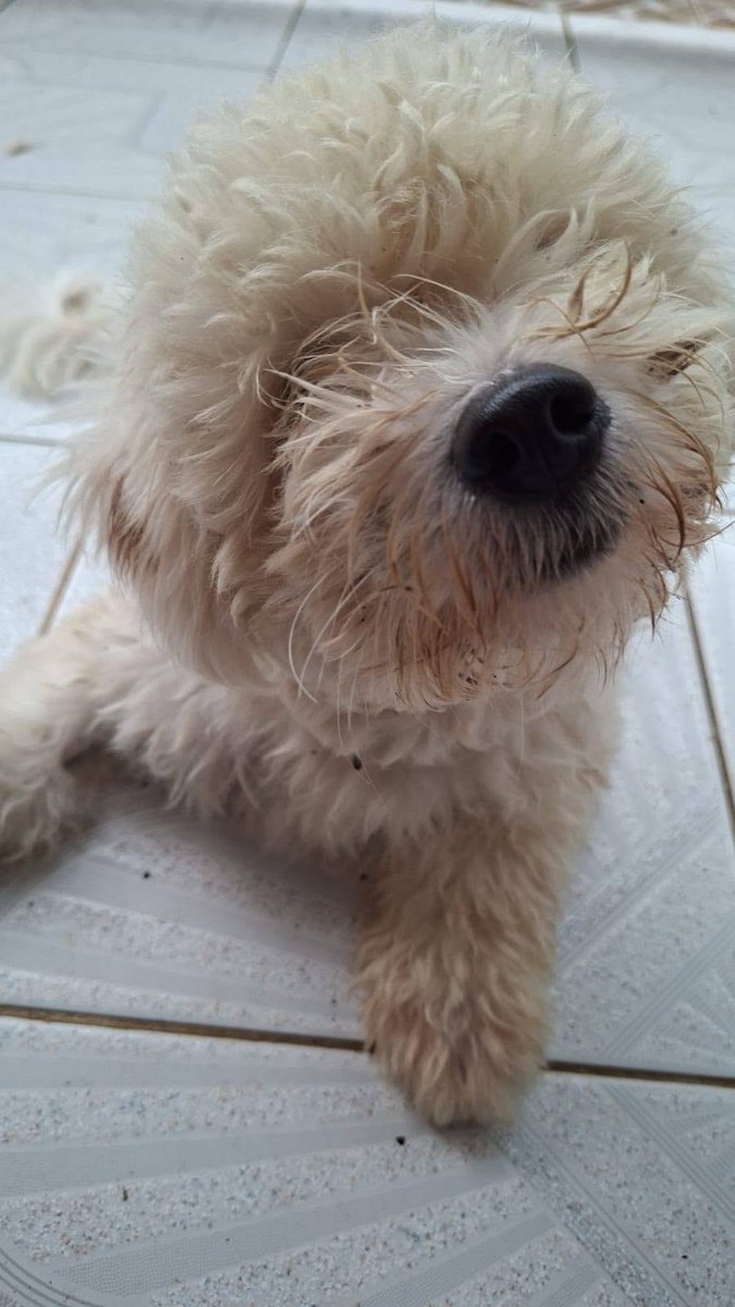 GwadZanimo's tweet photo. Ronflex, 10 mois, 4,8 kilos, est à l'#adoption.
Il a été opéré de sa patte arrière et a reçu sa visite de contrôle hier. Tout est parfait. Ronlfex est gai et joueur.
Contactez via WhatsApp le 06 90 73 99 90 ou écrivez à contact@guadeloupe-animaux.org en indiquant votre téléphone. https://t.co/xzYtXT8FWx
