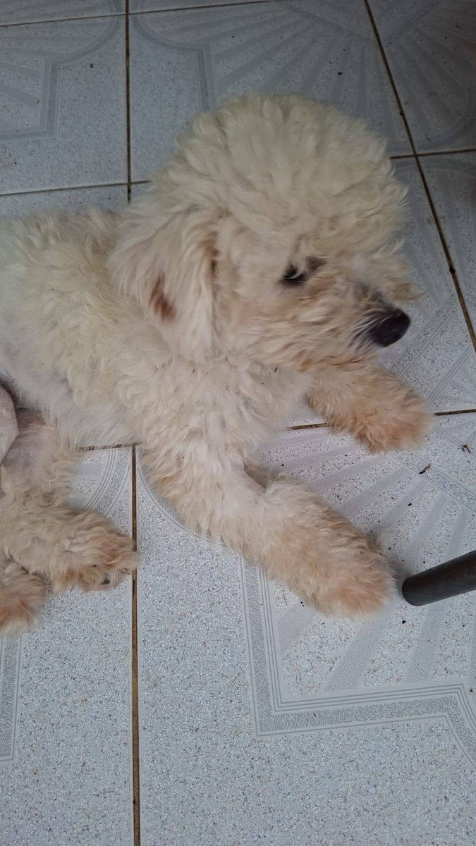 GwadZanimo's tweet photo. Ronflex, 10 mois, 4,8 kilos, est à l'#adoption.
Il a été opéré de sa patte arrière et a reçu sa visite de contrôle hier. Tout est parfait. Ronlfex est gai et joueur.
Contactez via WhatsApp le 06 90 73 99 90 ou écrivez à contact@guadeloupe-animaux.org en indiquant votre téléphone. https://t.co/xzYtXT8FWx