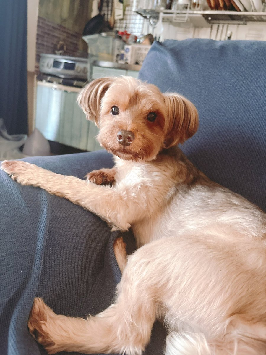 butarutobaron's tweet photo. 最近のわんこ達🐕🐾
多分、10月中旬からまたX浮上します。
あっちのアプリはリアル大事になるから低浮上になります。
色々な人と仲良くなれて良かった(*^_^*)そして大切な彼氏とも出会えたし、今は遠距離だけど10月からは同棲だからやっとそばにいてくれると思うと嬉しい♡バロポムもよろしくね！ https://t.co/nWnp2avdli