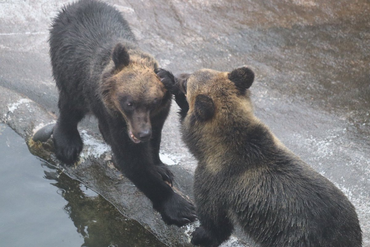 bearpark_jp's tweet photo. こぐまーず、それぞれの過ごし方

第二牧場を卒業してからは、先輩クマ達への合流を頑張るので皆様応援をお願いします🐻🐻

#のぼりべつクマ牧場
#エゾヒグマ
#1歳
#第2牧場
#楽しそうに遊んでおりました🎶 https://t.co/JRjwSvGy10