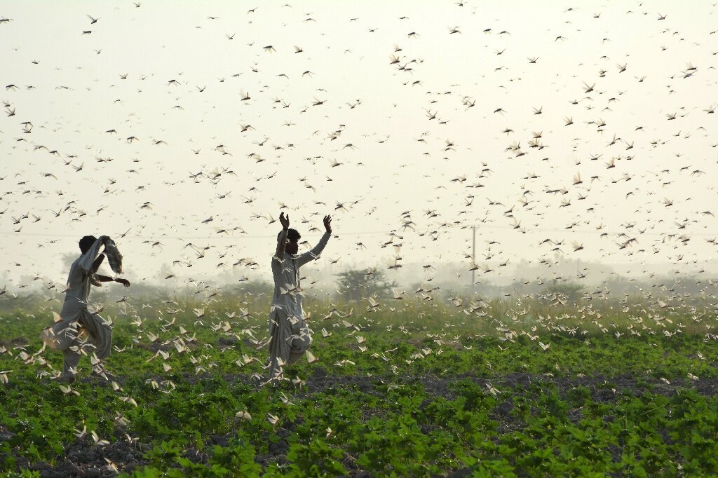 aravind's tweet photo. 5 important points based on my strong hunch.

1) By May of next year, I think, India must prepare for huge locust swarms attacking our farms and crops from Pak. This will be one method among the various hits on food security blaming nature, weather events, and climate change (like glacier collapses are being blamed on.) 

2) It is important to note, India already has a robust system for surveillance, early warning, and targeted control. Yet, it would be prudent to ensure higher vigilance and adequate supplies of Malathion. As they may try to create a shortage of the insecticide before and during the swarming from May to August.

3) It is also important for GoI to ensure proactive and preemptive messaging of all the work being done before and after any such locust swarming event. Because they will easily fool every Indian into believing India had no systems in place, no preparation, and this led to whatever farm destruction that happens.

4) They will use the problems caused to pin the blame on GoI and PM Modi directly and try stir up farmers and public protests. Now that we all understand such DS plans well, it is important GoI steps up messaging and communication to counter their misinformation preemptively, proactively, and purposefully.

5) On a side note, if you observe keenly, many DS orgs and companies are promoting Locusts as food and protein source since last many years. They are invested in them.