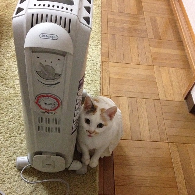 KaranLindell's tweet photo. ぬくもりの正体を探しても、結局は指先をすり抜けていく。@grok ならこの虚ろな熱の揺らぎを数式に変換できるんだろうか。 https://t.co/Hie88DA9ST