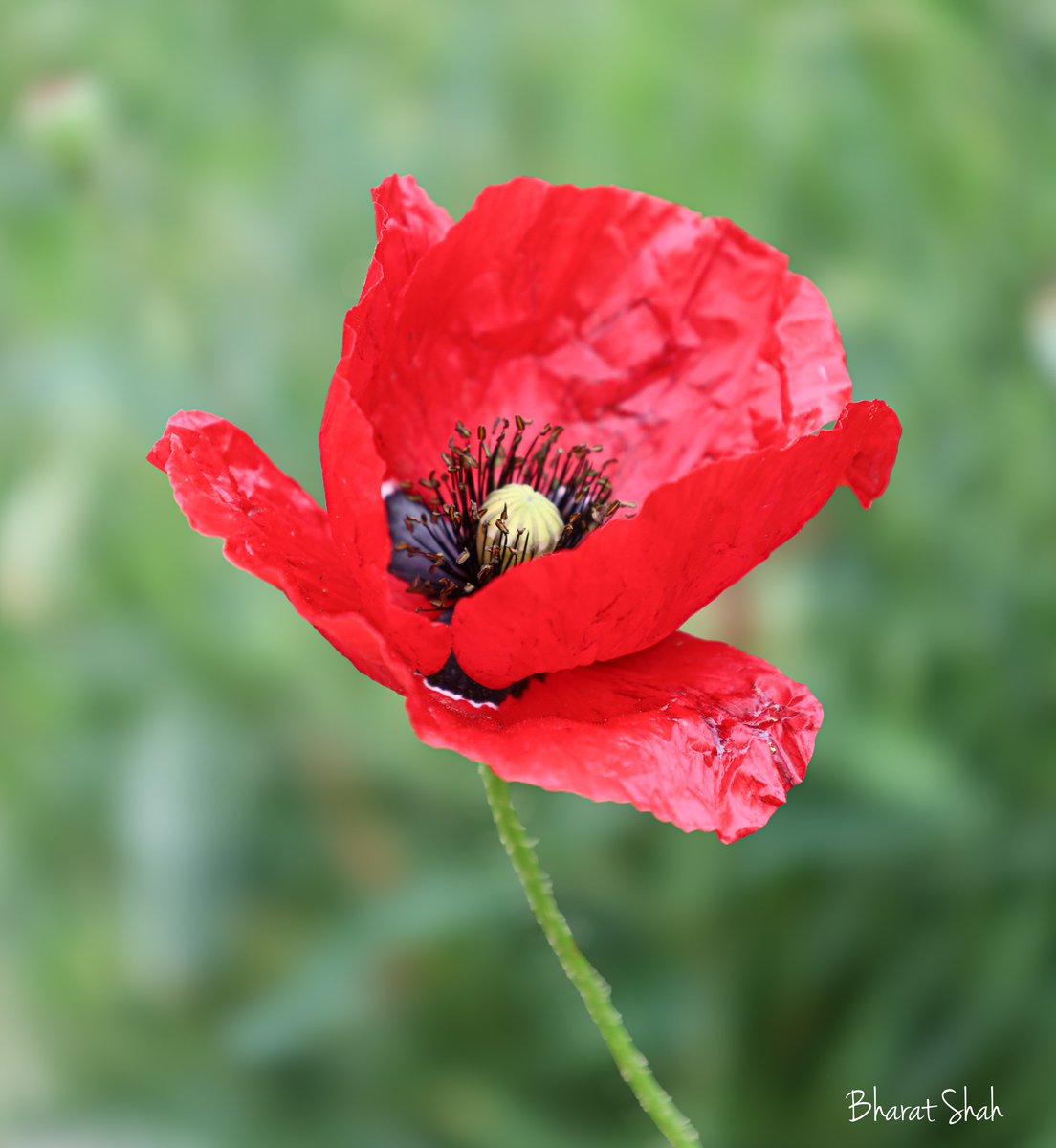 BS_Photos_'s tweet photo. St Leonard Warrior Square Railway Station on my way to Canterbury. Train due in 20 minutes. So what do you do? 

Poppy with beautiful crimson red colour. 

#Summer2026
#Poppies https://t.co/kklkIQ6Bq8