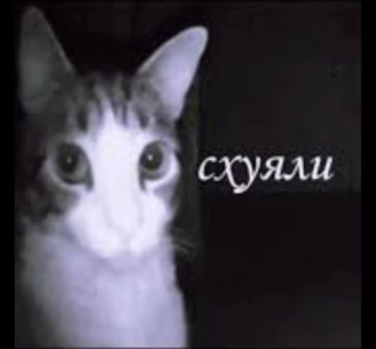 baambllb's tweet photo. Почему в свой последний выходной меня вынуждают приезжать в колледж для инфы которую можно написать в группе за пару минут https://t.co/aMOJPBSA8S