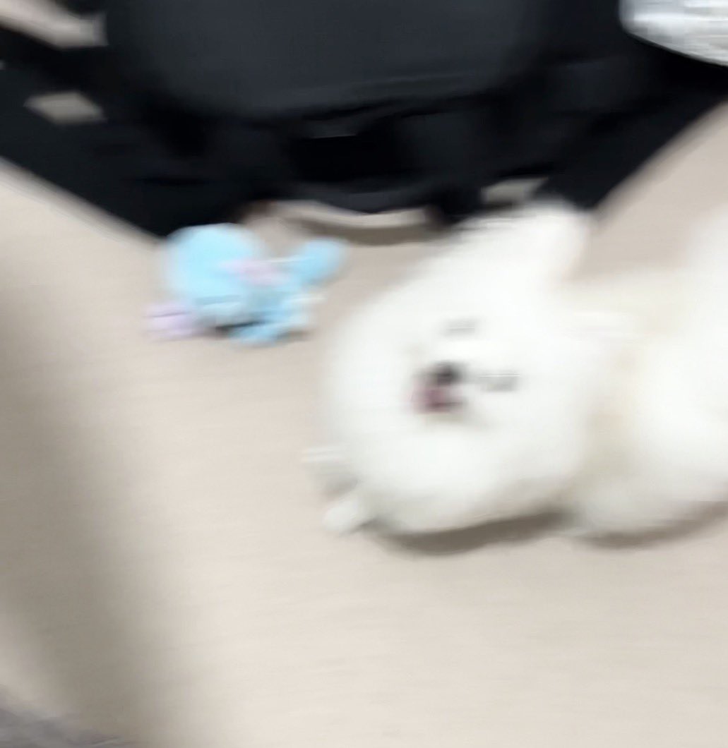 kawai_nu_san's tweet photo. ウパー持ってきてくれてありがとうねぇ、すごいねぇと褒めていたらずっとウパー持ってきてくれるようになっちゃった　優しい犬だねぇ https://t.co/j06j8ZAIT6