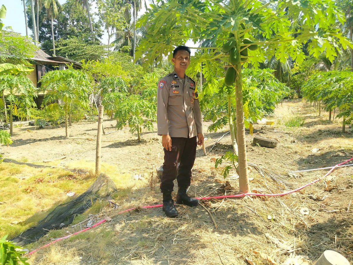 PolsekSendana's tweet photo. Bhabinkamtibmas Polsek Pamboang AIPTU Ichsan Pantau Budidaya Pepaya dan Alpukat, Dorong Ketahanan Pangan Warga di Dusun Sappu, Desa Tinambung, Kecamatan Pamboang, Kabupaten Majene, Senin (31/8/2026). https://t.co/TFKUgc6q3W