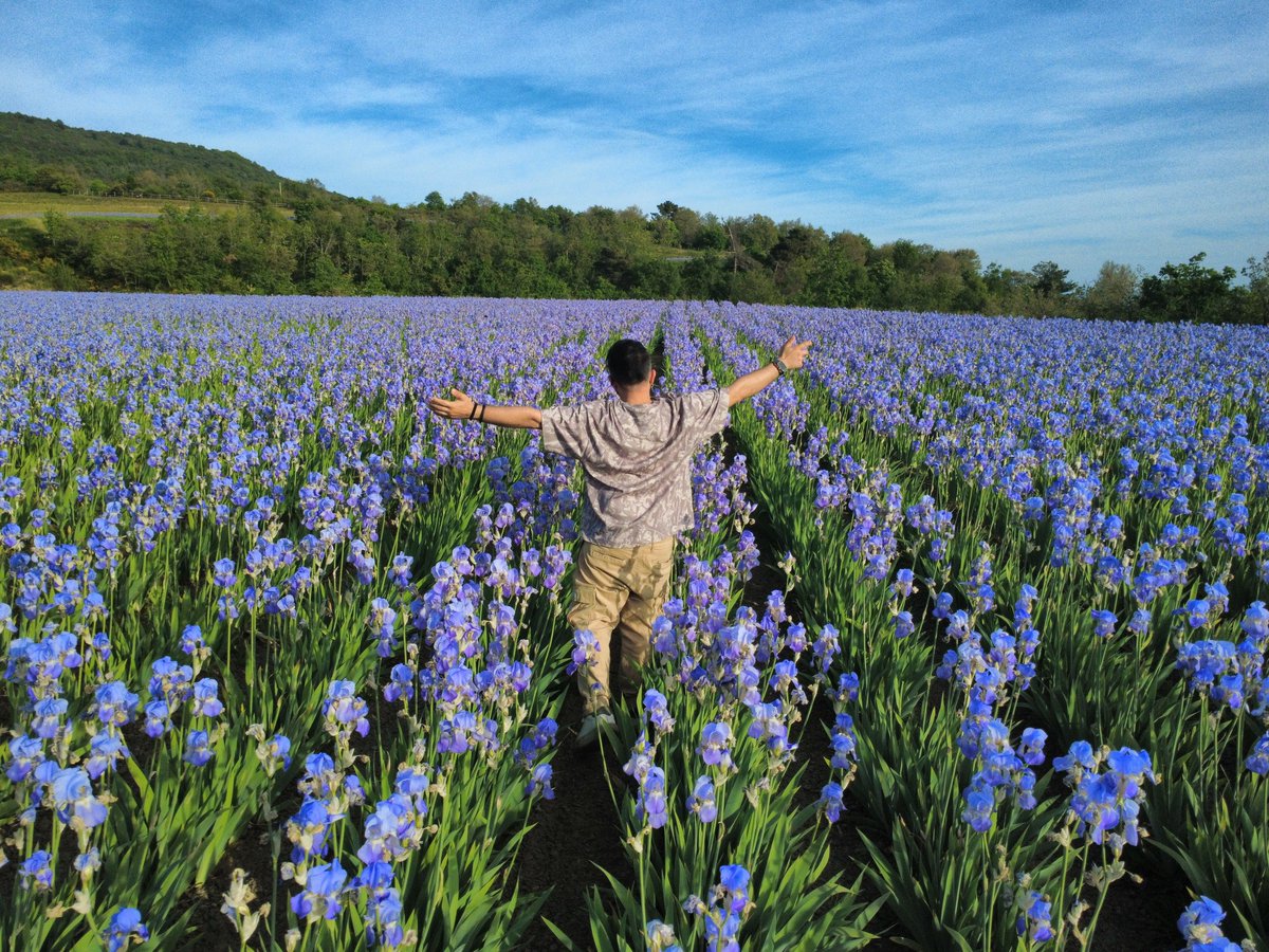 danstarprince's tweet photo. La fioritura di maggio #Iris #maggio2026 https://t.co/HyVNr3zBX1