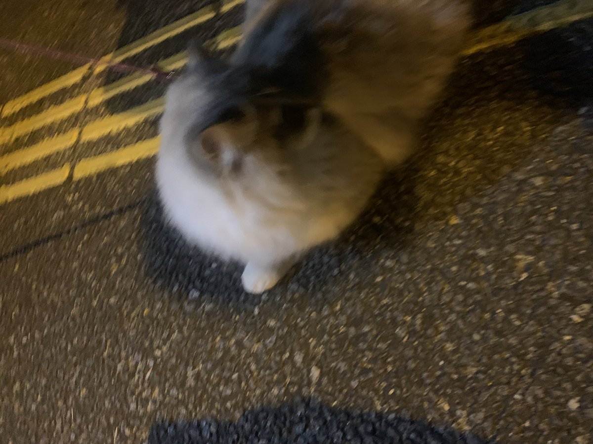 kt07987654's tweet photo. 昨日道の駅に来てたワン友さんが
「新しい家族です」とサイベリアンをカートに乗せてて
すごいおとなしくて可愛くて、初対面でもいっぱい触らせてくれた🐱

猫好きシェイクが近寄ったら、シャーされましたが😾シャーも可愛かった🥰❤️ https://t.co/tlnfnMzRZT