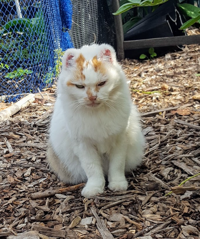 AllotmentCat's tweet photo. (Janet)

It's hard to beleive that E.T. went to 🌈 4 years ago.

I used to see her sometimes, always with Red Fred.

She had a problem with walking and he stayed close to her and made sure she didn't fall over.

He followed her to 🌈just a few weeks later.

We will never forget them.
