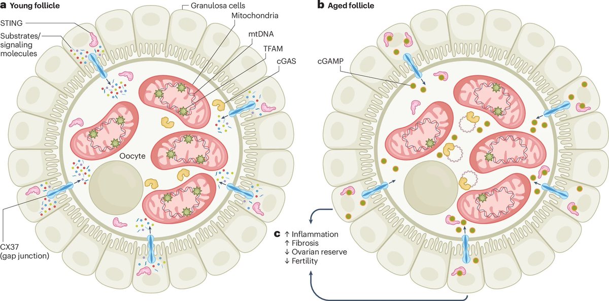 DrFAlzaid's tweet photo. Latest curated papers👇🏽
📷Leaky oocytes propagate #cGAS–#STING signaling
📰Altered #bone_marrow niche forms central innate immune memory driving cardiac dysfunction
🤖London's #clean #air zone benefits child health
🔗https://t.co/Dm9HnO9OLL
🙏🏽Thx @Bims_BiomedNews https://t.co/SKZWQ3l5B8