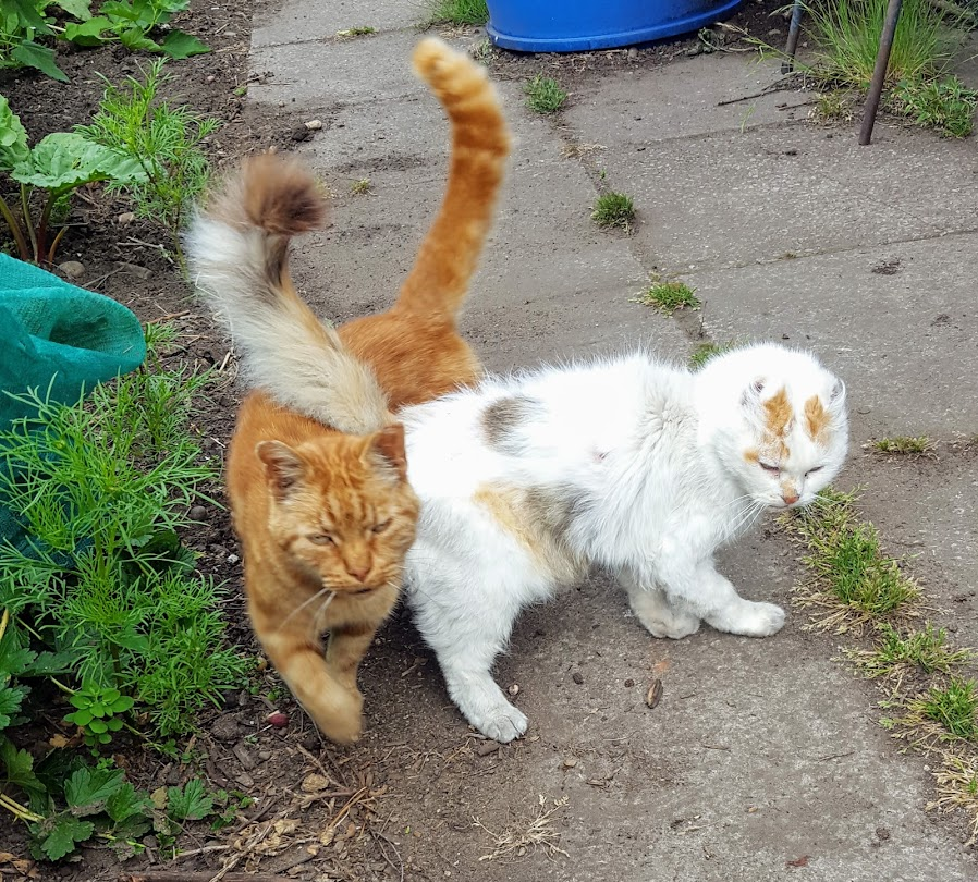 AllotmentCat's tweet photo. (Janet)

It's hard to beleive that E.T. went to 🌈 4 years ago.

I used to see her sometimes, always with Red Fred.

She had a problem with walking and he stayed close to her and made sure she didn't fall over.

He followed her to 🌈just a few weeks later.

We will never forget them.