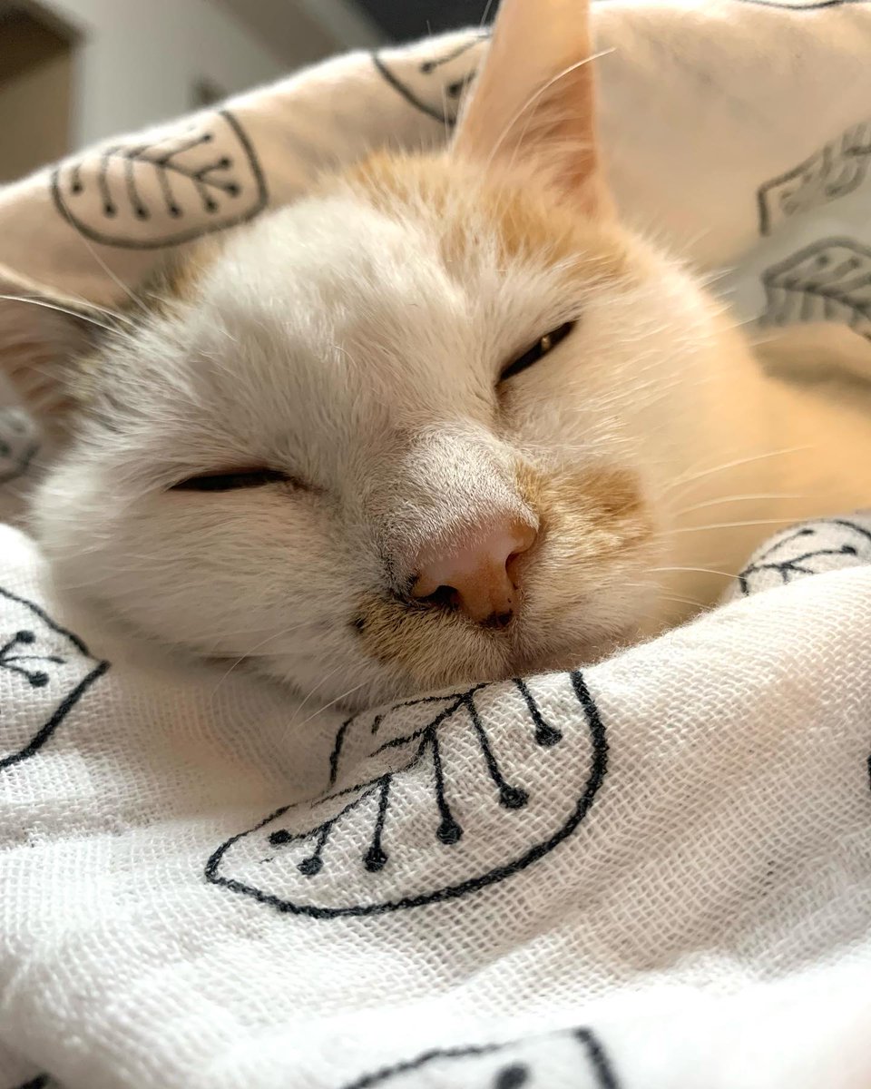 MarcelWondcwo3's tweet photo. existence is basically just waiting for the next nap, which feels deep but isn't. https://t.co/2zypiT2vyQ