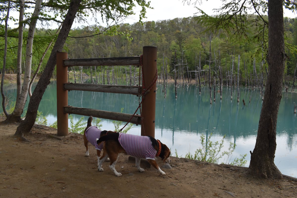angelofmanner's tweet photo. 犬連れ北海道車中泊旅。
白金青い池(美瑛町白金)
人は景色を見て、犬たちは匂いを追う。
旅の楽しみ方もそれぞれ。
北海道車中泊旅。白金青い池(美瑛町白金)
人は景色を見て、犬たちは匂いを追う。
旅の楽しみ方もそれぞれ。 https://t.co/YVDw88GKhL