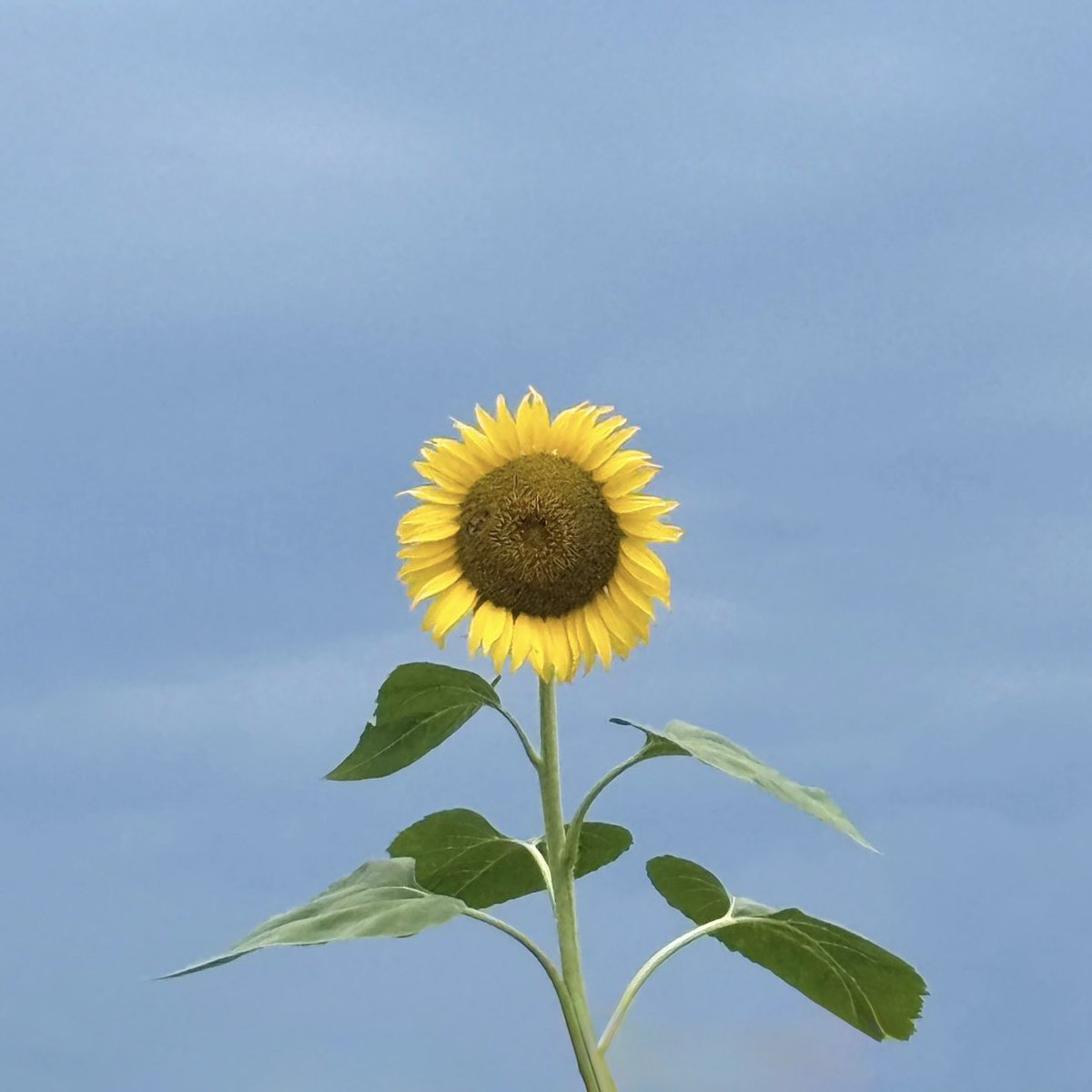 _24_luv's tweet photo. @fantastics_fext #僕たちのサンフラワー 🌞
#FANTASTICS 9⃣
#SUNFLOWER 🌻 https://t.co/XhrOvG3het