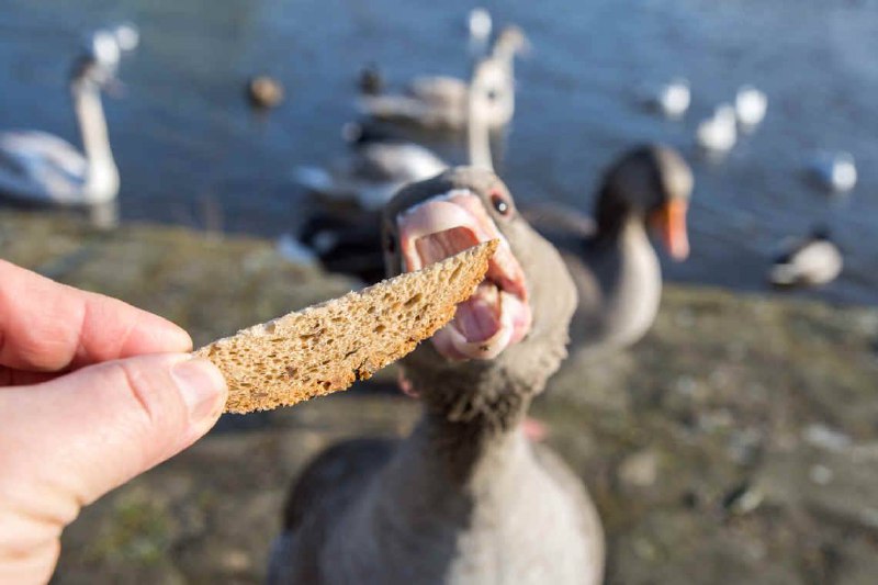 EurekaKreuzwort's tweet photo. Viele haben sicherlich schonmal altes Brot an Enten verfüttert. Dies ist allerdings mittlerweile in vielen Städten verboten, denn das Brot lässt den Magen der Vögel aufquellen und verschmutzt das Wasser.

#Ente #Wasser #Füttern #Tiere #Vogel #Brot https://t.co/6PC3EDnkCm