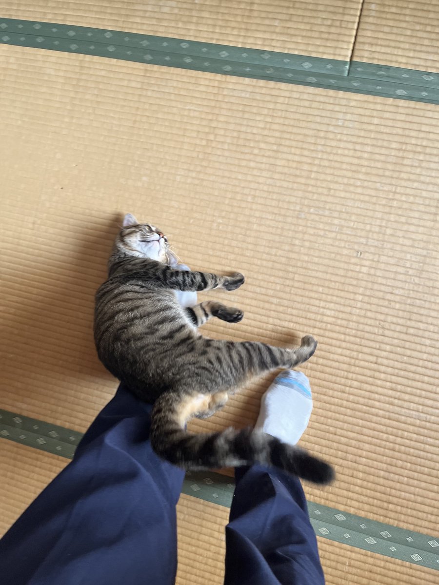 6nonno1's tweet photo. きょもイイ天気☀️朝からクソ暑い１日でした😵💦

夕暮れ☆
帰宅後のスリスリくねくね~😽♪
わぉっと！ニャンタマsorry ~ (〃ω〃)
ケツ曜スタートお疲れさまでした！
#保護猫 #猫 #暗い海👻 https://t.co/ExOSZlP2GQ