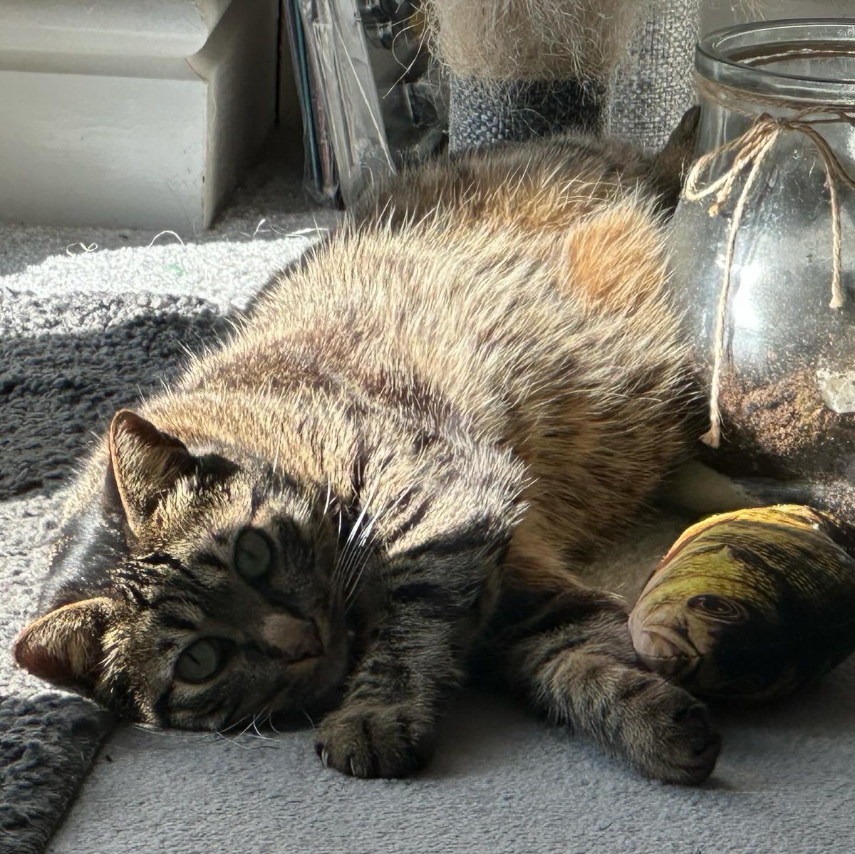 CorrineHumsd2a's tweet photo. Just a cat boy enjoying the Sunday sunshine. https://t.co/CCy2feMukj