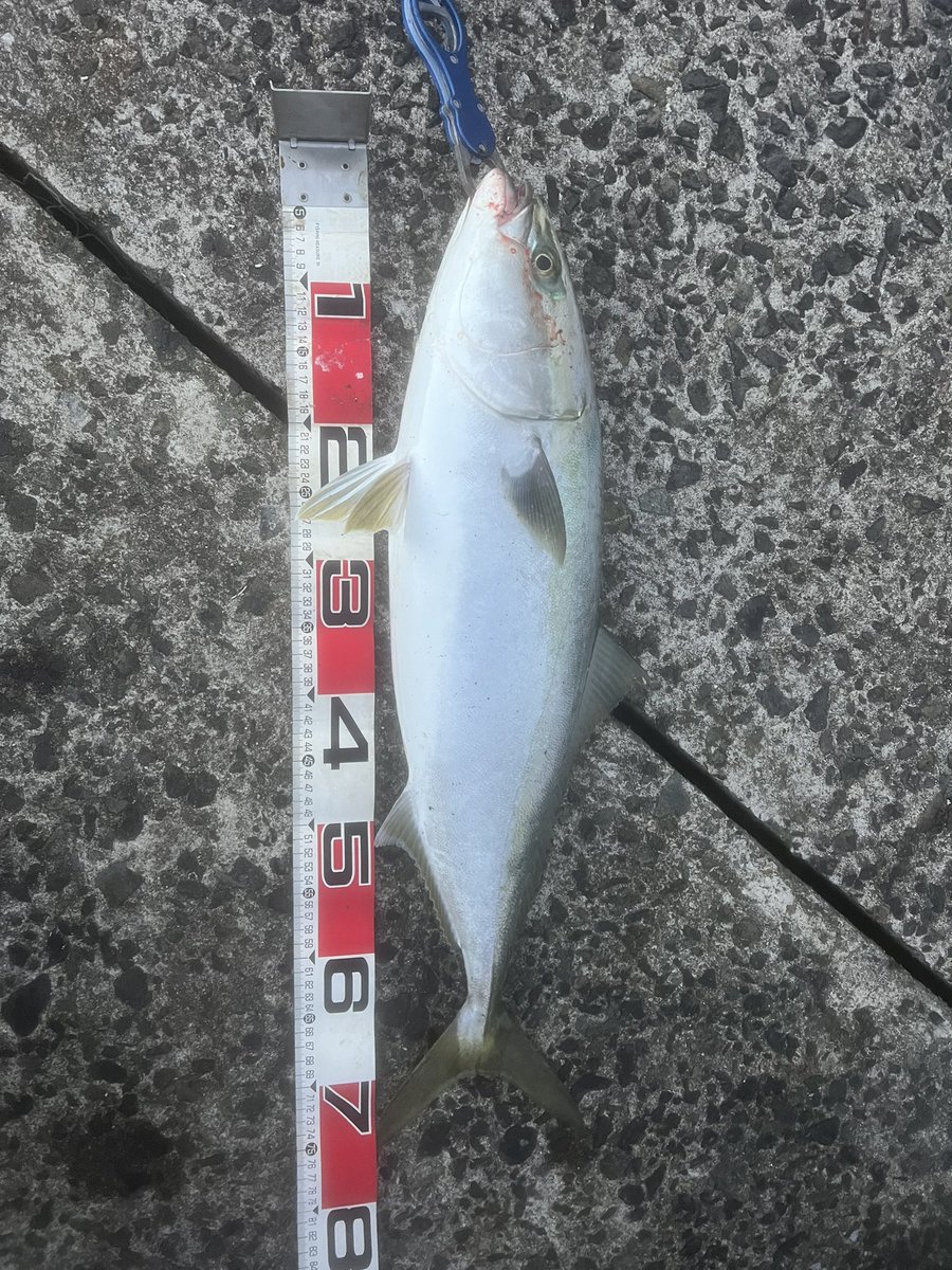 MADAO_Frontiers's tweet photo. ショアでの釣りはベイトタックルだけで挑みたいジギングもエギングも
なので明日もベイトタックルで青物狙います https://t.co/Qf3J47gFcO