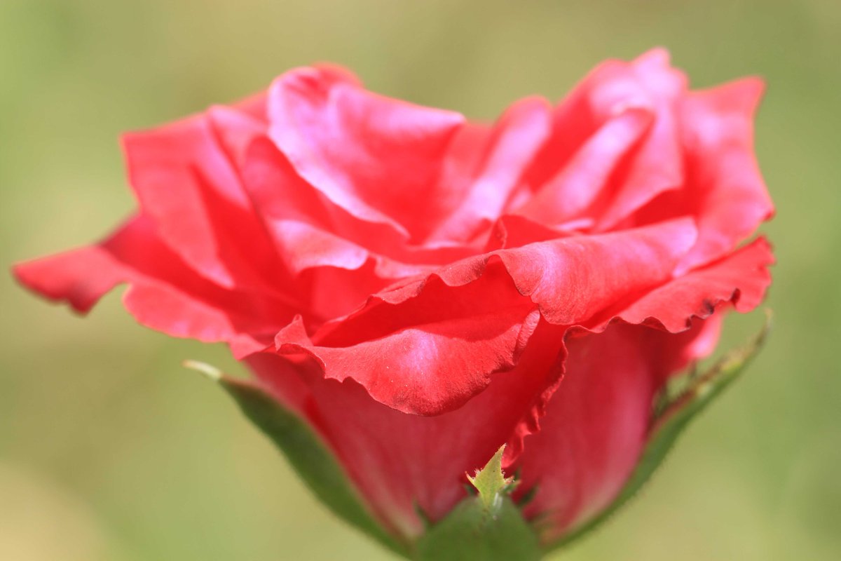 kon5933's tweet photo. #花　#flowers
#バラ　#Rose https://t.co/N58dABDId5