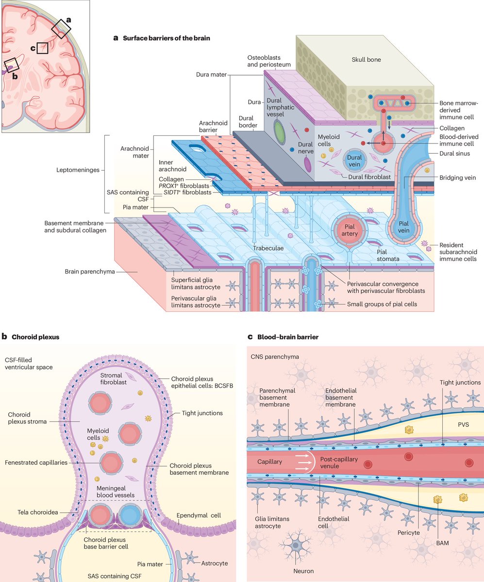 rababcancerfou1's tweet photo. Brain barriers restrict immune surveillance of CNS parenchyma, directly limiting checkpoint inhibitor, vaccine, and CAR-T efficacy in gliomas. Preclinical evidence suggests targeting barrier-mediated immune exclusion may improve immunotherapy delivery. https://t.co/qPrLCbz3R5