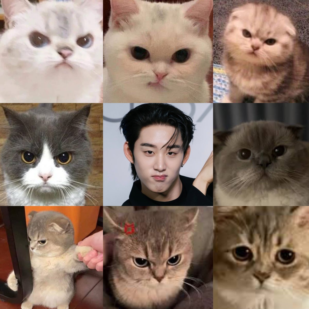 shanapap's tweet photo. แมวหงึ 😾😾😾

#est_rvp https://t.co/ylTrX4KDTq