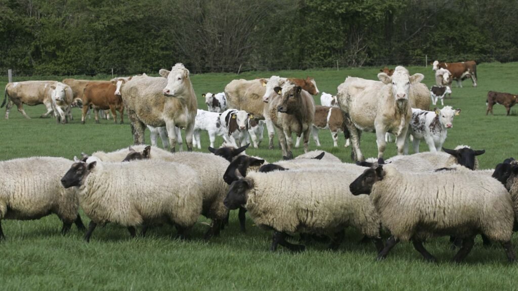 SamaHoole's tweet photo. Britain grows 60 per cent of its own food by value, down from 65 the year before. The top five things it still grows well are all animals.

Defra's own breakdown, by product:

- Milk: 105%
- Mutton and lamb: 99%
- Eggs: 89%
- Beef and veal: 85%
- Poultry meat: 83%
- Cereals: 79%
- Pig meat: 65%
- Fresh vegetables: 53%
- Fresh fruit: 15%

Thirty years of being told to eat more plants and fewer animals, and we can barely grow the plants. Fifteen per cent of our own fruit. Half our own veg.

This is not bad luck. Two thirds of British farmland cannot grow a crop at all, being too wet, too steep, too thin or too cold. It grows grass instead, faster and for more months of the year than almost anywhere on earth. We are a rain-fed grass factory on the edge of an ocean, and the only machine that turns grass into human food walks about on four legs.

We are not good at this by accident either. This is the country that produced the Hereford, the Aberdeen Angus, the Shorthorn, the Jersey and the Suffolk, then exported them to build the herds of America, Argentina, Australia and New Zealand. A great deal of the beef on earth traces back to a British field.

The last time it mattered, the state understood all of this perfectly.

Britain went into the Second World War producing about a third of the calories its people ate, with U-boats sinking the rest. Bacon, butter and sugar were on the ration by 8 January 1940.

Pigs and poultry were cut hard. Cattle numbers held.

Because a pig and a hen eat grain a human could have eaten, and a cow eats grass no human ever could. When the ships stopped coming, the ruminant was the animal worth keeping, and Whitehall worked that out inside a year.

From July 1940 the National Milk Scheme put a pint a day into every child under five and every nursing mother. Country under blockade, everything else on coupons, and the one thing the state made certain reached a child was milk out of a cow standing in a British field.

Every acre now coming out of grazing for panels, offsets and mosaics is coming out of the only half of that list we can actually deliver.

Nobody is proposing we reduce our reliance on Spanish lettuce. They are proposing to reduce the herd.

There is no version of this island where we grow our own almonds. There is every version where we feed ourselves off grass, and we have done it for four thousand years.

Do not let anybody talk you into importing the one thing we have never needed to buy.