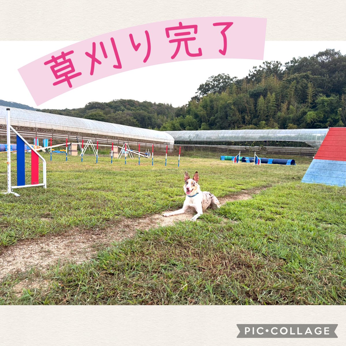 o_r_masui's tweet photo. やっとフィールドの草刈り完了☀️
伸びきってたので今回は表面だけ刈りました🌱アイナもすっきり顔😆

毎年暑い時間での草刈りはきついので
この時期管理はどこも大変ですね💦
明日から9月。段々と涼しくなってくるのでそんなに生えないことを祈ります🙏

#ドッグスクールいろは
ボーダーコリー https://t.co/znrK0H2tRN
