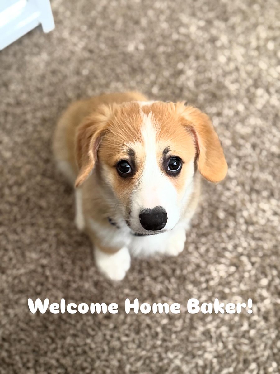 bakerthecorgi's tweet photo. 🍞🍞🍞
•
•
#corgi #corgibutt #corgicommunity #corgilife #corgigram https://t.co/XOwJNNHB6k
