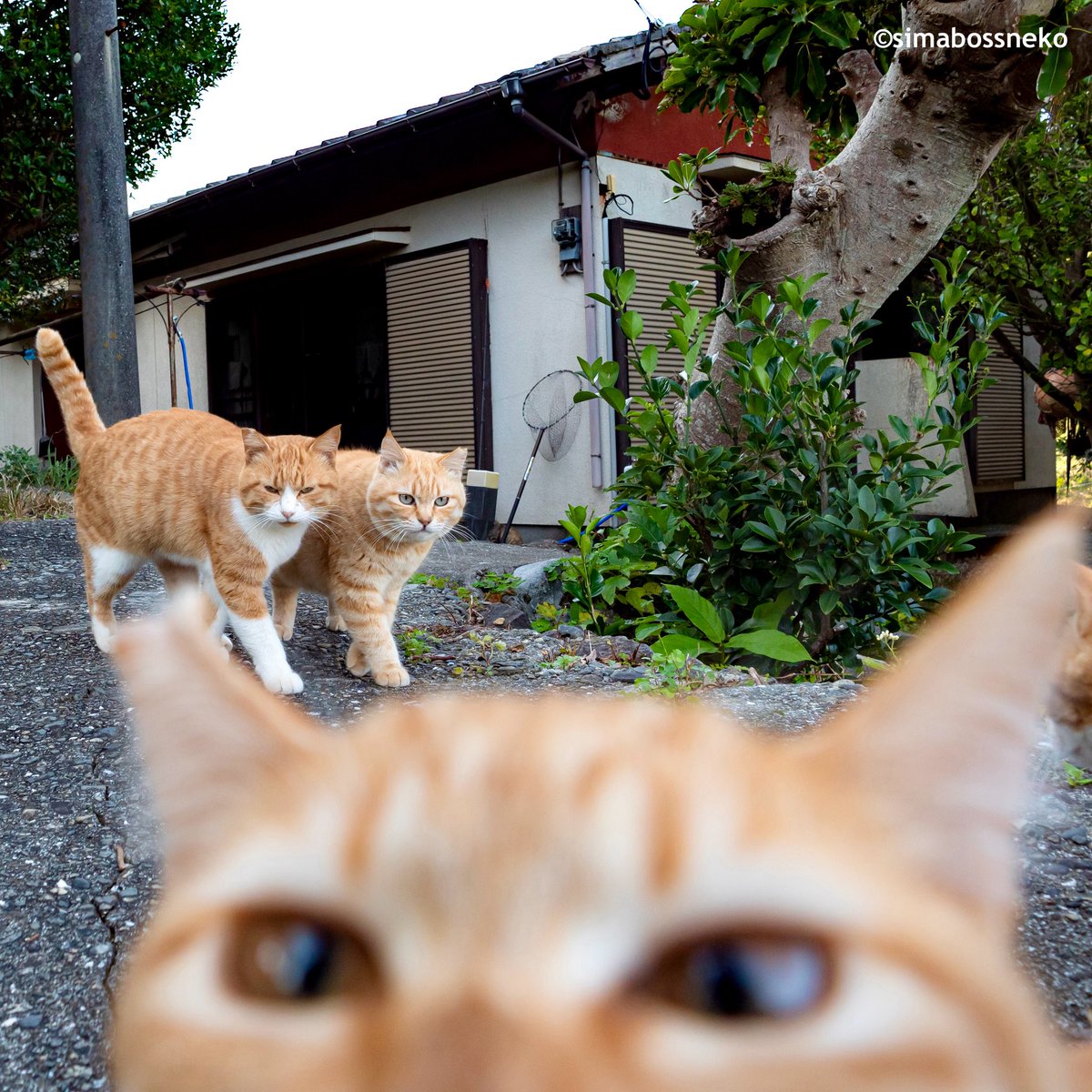 simabossneko's tweet photo. ひょっこり✨
Popping up! 

#ひょっこり #猫 #cat https://t.co/I6KyQf9Yuf