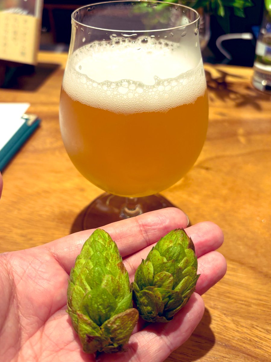 mikkeller_cat's tweet photo. なんとしても美味しいビール飲みたくて都電で移動して大塚のAid STATiONへ。

サノバスミスの農園のフレッシュホップをIPAとサイダーに浮かべるという至福の香り体験。

Mikkeller " Forest Friends" / West Coast IPA 6% 
Son of the Smith "The Source a.k.a. The Source Cider" / Hopped Cider 7.0% https://t.co/5t0uxGCFbn