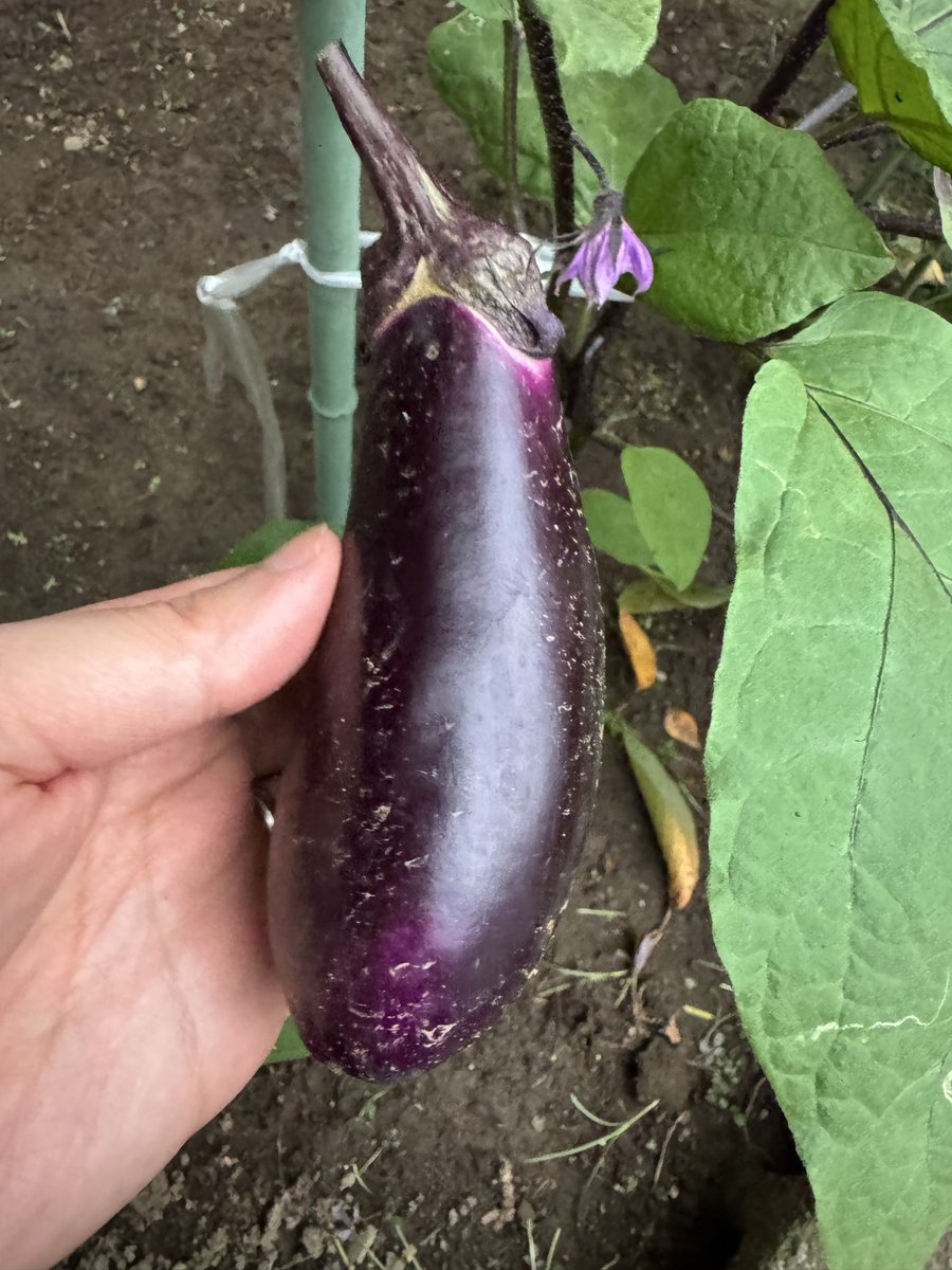 punchuber's tweet photo. 本日は8月31日🌻野菜の日

ということで待ちに待った空芯菜と茄子を収穫しました‼️

初めての家庭菜園でテンション爆上がりでちゅわーん🐭

早速炒めてみたところ、新鮮で空芯菜はシャキシャキ、空洞が良い感じ🙆
茄子もとっても美味でちゅ🍆

#家庭菜園
#収穫
#野菜の日
#さよなら8月 https://t.co/NwhYZQMWss