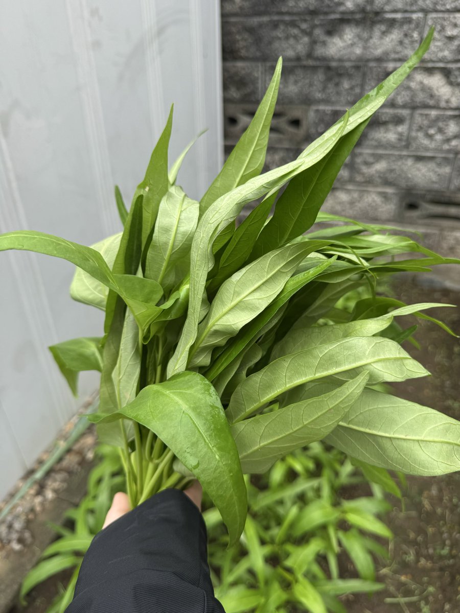 punchuber's tweet photo. 本日は8月31日🌻野菜の日

ということで待ちに待った空芯菜と茄子を収穫しました‼️

初めての家庭菜園でテンション爆上がりでちゅわーん🐭

早速炒めてみたところ、新鮮で空芯菜はシャキシャキ、空洞が良い感じ🙆
茄子もとっても美味でちゅ🍆

#家庭菜園
#収穫
#野菜の日
#さよなら8月 https://t.co/NwhYZQMWss